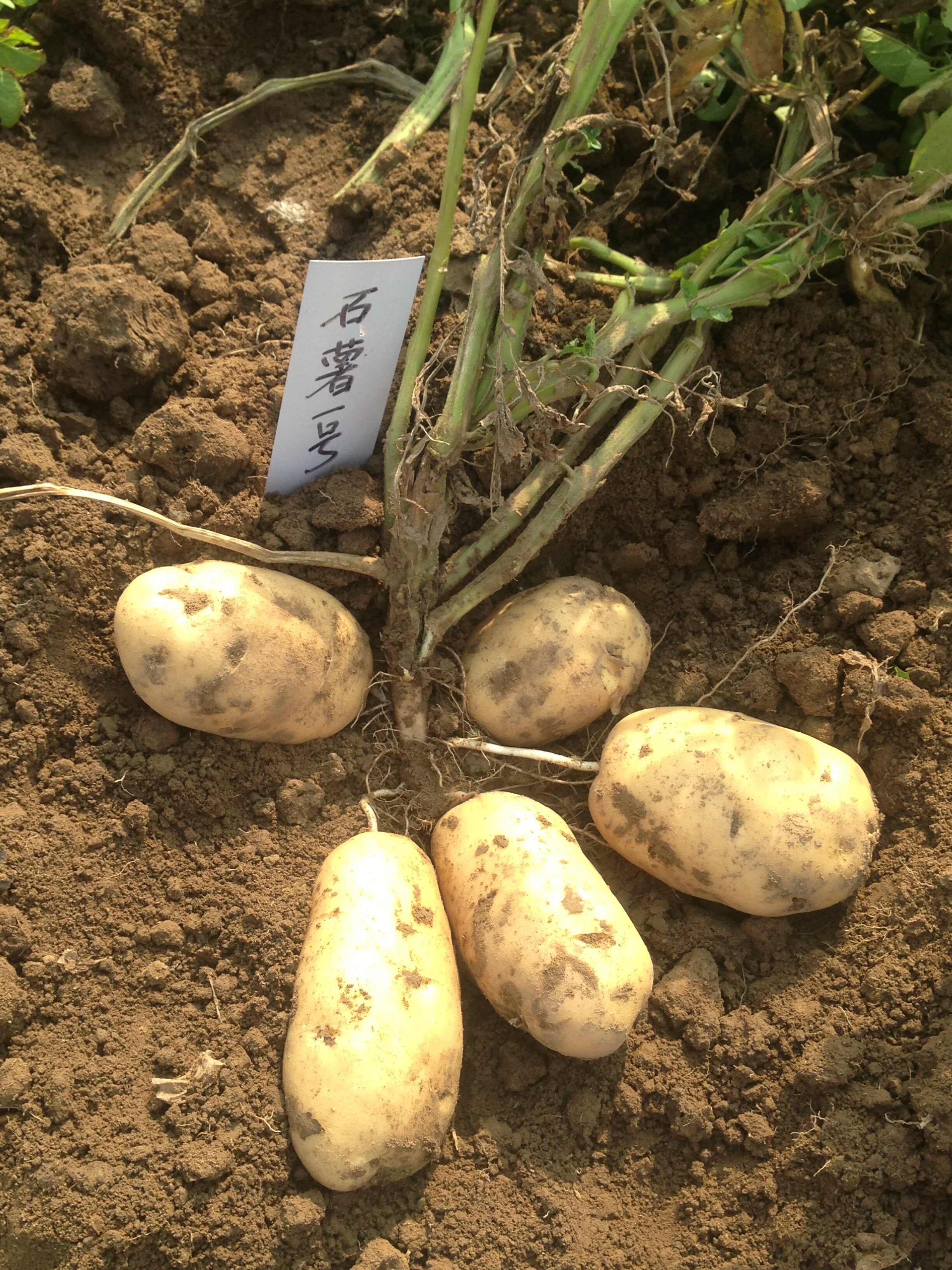 1_馬鈴薯新品種石薯1號實地測產畝產達到2857_3公斤_proc.jpg